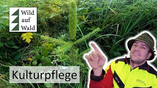 🌲Nach dem Borkenkäfer: Junge Bäume brauchen Pflege #wildaufwald