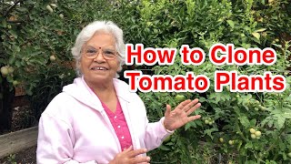 How to Make Tomato plant Clones ( Hindi ) | Mrs Kamal Gera