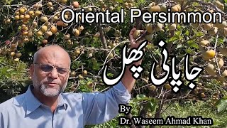 A Brief Introduction To Persimmon | Japani Phal Ka Taruf | Amlok Fruit Introduction in Urdu