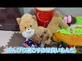 【トイプードルのテト】年末はまったりと過ごしました。 toypoodle