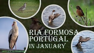 Birding at Ria Formosa, Portugal