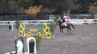 第1回関東学生馬術男子競技大会　障害飛越競技　1年　磯野　太　桜閃