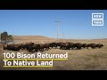 100 Bison Return to Native Land in South Dakota | NowThis Earth