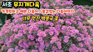 서초무지개다육(4) 가격착한 다육이부터 몸값거한 다육이들까지 예뻐요