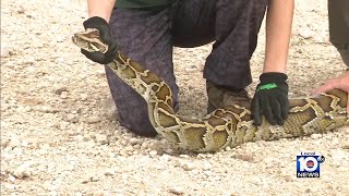 WildFlorida: Python hunt! 800 compete