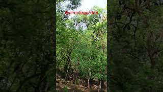 చెట్లనిండా వేల సంఖ్యలో ఉన్న గబ్బిలాలు. #gardening #trendingshort #viral #ytshort #bats on the tree