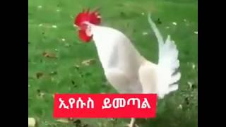 እየሱስ ይመጣል/