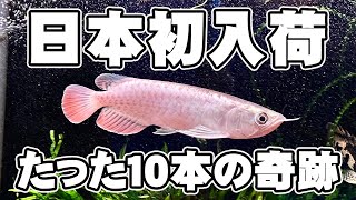 凄いアロワナが日本にやって来た！たった10本しか居ない初期ロットはどんなアロワナなの？