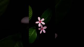 Flower Timelapse | Vinca Timelapse | #shorts