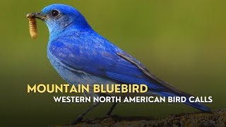 Soothing Mountain Bluebird Songs | Nature Sounds for Sleep & Focus