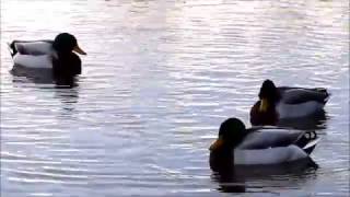 Mallard courtship