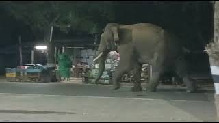 Elephant in road palani - kodaikanal