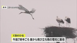 国の特別天然記念物「コウノトリ」３羽”電柱から巣立ち”　まんのう町「静かに見守って」【香川】 (24/07/08 11:45)