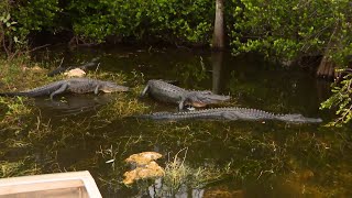 Local 10 Special: Eco Hero: Wild Florida