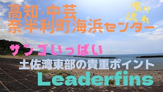 【スキンダイビング】奈半利町海浜センター　土佐湾東部の貴重スポット　高知　中芸　サンゴ多い【素潜り】【Leaderfins】【シュノーケリング】