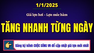 Giá heo hơi hôm nay ngày 1/1/2025 || Giá lợn hơi - lợn móc hàm - tăng nhanh từng ngày