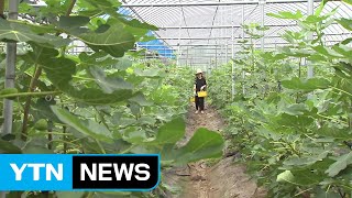 무화과 따고 청자 빚고...머무는 관광 도시 강진! / YTN