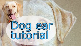 DOG EAR TUTORIAL - How to draw a dog's ear with coloured pencil. Polychromos and Derwent Drawing.