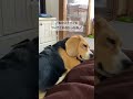 華麗なステップでかわすビーグル犬