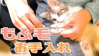 トリミングにチャレンジ！肉球周りをすっきりさせます | ノルウェージャンフォレストキャット Norwegian forest cat