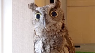 kuu owl, astonishmen by crow / フクロウのくうちゃん、カラスに驚いた！