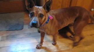 Adoptable Dogs on Petfinder.com