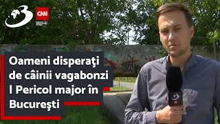 Oameni disperaţi de câinii vagabonzi | Pericol major în Bucureşti