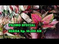 PROMO SPESIAL tanam hias aglonema murah Rp 10.000 AN