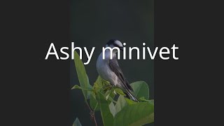 Ashy minivet