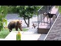 Black bear gets into an argument with a dog after breaking into a home in Bradbury, California