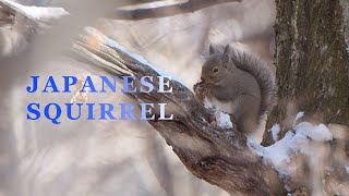 Japanese Squirrel eats Shrimp? | Picchio | ピッキオ軽井沢