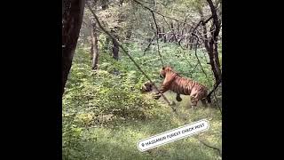 Hassanur Forest Check Post Tiger Fights Wow😱..