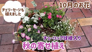 【ガーデニング】１０月のお花／第2弾チューリップ球根入り秋の寄せ植え／マイクロストロベリージャム／初恋草/ハツユキカズラ／チェリーセージ