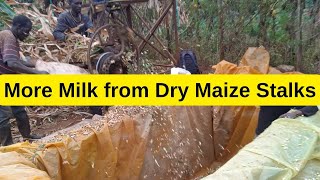 How to conserve dry maize stalks for more milk than silage!