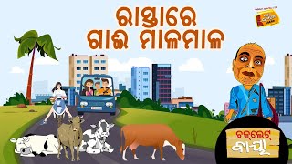 Choklate Baya || ଚକଲେଟ୍ ବାୟା || ରାସ୍ତାରେ ଗାଈ ମାଳ ମାଳ ll Radio Choklate