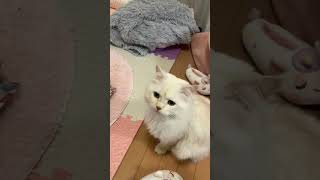 赤ちゃんピザにゃぴ。#猫 #cat #ねこのいる生活 #ねこ #ねこ部 #猫動画 #ねこ好き #ねこ動画 #猫との暮らし #catshorts #catvideo #cute