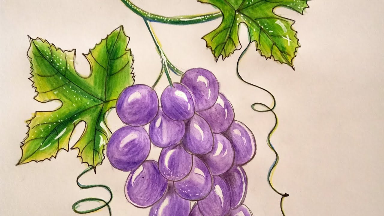 How To Draw Grape Easy /for Beginners - YouTube