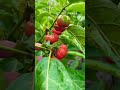 fresh tomato farm🍅చిన్న చెట్టుకి ఇన్ని టమోటాలు germany harvest@yedukondalu_gangisetty