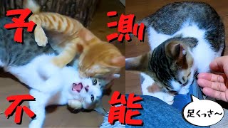 予測不能生後3か月の子猫暴れまわる姿にキュン死（保護猫カフェウリエル）Three month old kitten is unpredictable