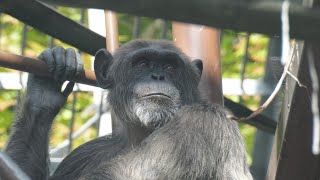 カコの視線を気にしないアツシ＆パンジー　福岡市動植物園　チンパンジー　202411