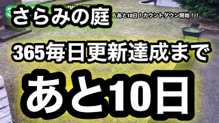 【芝生壊滅・TM9＋西洋芝】355日目　365日までついに残すところあと10日！カウントダウン開始！！