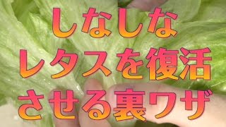 野菜の保存方法！しなびたレタスをシャキシャキに戻す方法〜50度のお湯で野菜が復活〜/ドン・キホーテ別館 裏技の殿堂