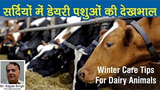 सर्दियों में डेयरी पशुओं की देखभाल कैसे करें ? | Management of Dairy Animals in Winters