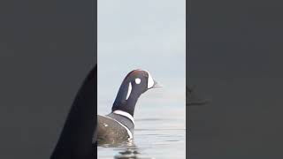 Harlequin Duck: Vibrant Water Natives #educationalshorts #nature #wildlife