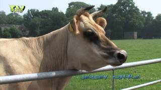 Livestock: Jersey Cattle #05