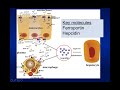 Obsgynaecritcare 2 Iron Physiology in obstetrics and gynaecology