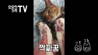 [오묘한가족TV] 짤막일상/나쵸 핑쿠젤리 짝짜꿍