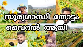 സൂര്യഗാന്ധി തോട്ടം വൈറൽ ആയി🌻😍sunflower 🌻💓