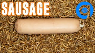 10000 Mealworms Eating Sausage #timelapse #insecteating #mealworms #worm