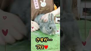 うさぎ🐰との日常⑭♯37 #shorts  #bunny #換毛期